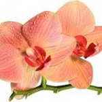 New Releases from Olympic Orchids