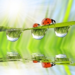 Perfumed Horoscope April 20 - 26