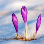 Best in Show: Welcome Spring!