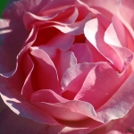 Mathi Gritti: A Young Rose Named Mathilda
