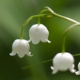 A moment with Lily of the Valley by Andy Tauer
