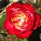 Rose and Chocolate!