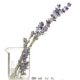 Organic Perfumery Workshop and Branding Your Natural Product Session