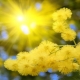 Acacia (Yellow Mimosa)