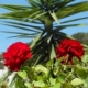 Rose Bouquet for the First Day of Spring 
