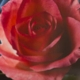 Belle Fleur - Four Roses