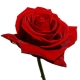 Luscious Roses by Joanne Bassett