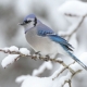 Winter Fragrances: From Cashmere Scarf Scents to Cool Silks
