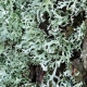 Oakmoss in Fragrances