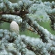 Cedar note in Perfumes