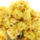 Immortelle – Ageless flowers
