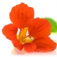 Nasturtium - Gardener’s Dream
