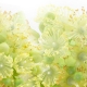 A Nosegay of Floral Fragrances for Spring
