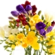 Freesia, Flower of Electric Freshness