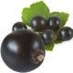 Black Currant in Nature and Perfumes