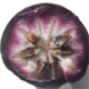 Chrysophyllum cainito - Star Apple
