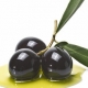 Olive Oil – The Liquid Gold
