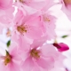 Definition of Natural Isolates for Fragrance Determined by Members of the Natural Perfumers Guild by a Majority Vote