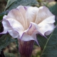 DATURA