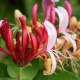 Honeysuckle