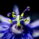 Passionflower and Passion fruit