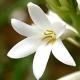 Tuberose: the Harlot of Perfumery