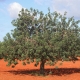 Carob Tree