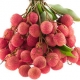 Examining Lychee as a Plant