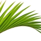 Tropical Summery Fantasies via Comptoir Sud Pacifique