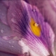 Water Hyacinth