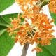 Perfume Note - Osmanthus Blossom