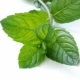 Mint as a perfume note