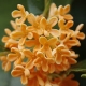 Perfumed Horoscope September 24-30