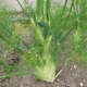 Fennel in Perfumes