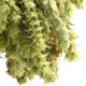 MOUNTAIN TEA: Sideritis, The Humble 