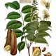Tolu Balsam and Peru Balsam: Plush and Warm