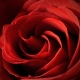 My Name is Red - Mon Nom Est Rouge