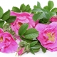 Scented Snippets: Aftelier’s Wild Roses: What’s In a Name ? 