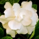 Perfumed Horoscope November 12 - 18 