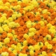 Scented Snippets: EnVoyage Perfumes Tagetes Homme and Femme