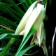 Pandanus