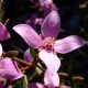Perfumed Horoscope: February 11 - 17