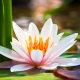 Perfumed Horoscope: February 18 - 24