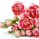Carnation: Spiky Buds and Belle Epoque Nostalgia