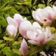 Perfumed Horoscope: March 17 - 24