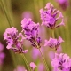 Scented Snippets: Maria Candida Gentile’s Luberon Parfum
