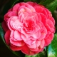 Perfumed Horoscope: April 1-7