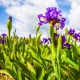 Perfumed Horoscope: April 22 - 28
