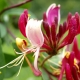 Perfumed Horoscope: May 20 - 26