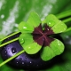 Perfumed Horoscope: June 17 - 23